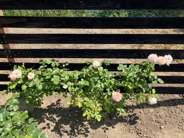 春のジュールヴェルヌ