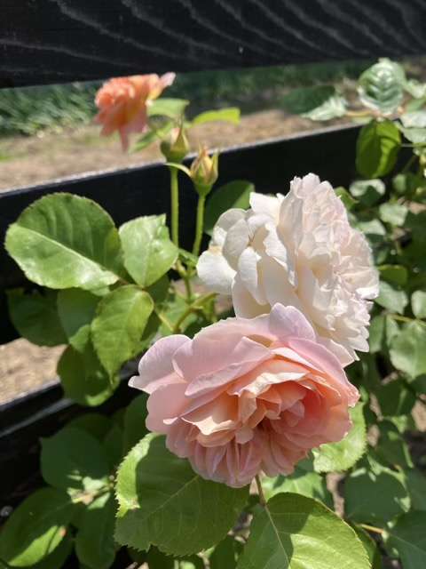 春のジュールヴェルヌ