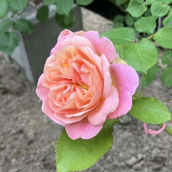 春のジュールヴェルヌ