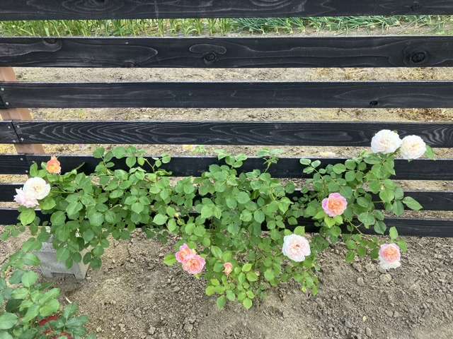 春のジュールヴェルヌ