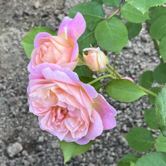 春のジュールヴェルヌ