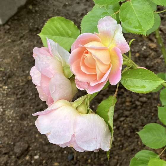 春のジュールヴェルヌ