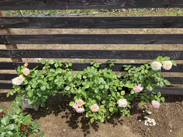 春のジュールヴェルヌ