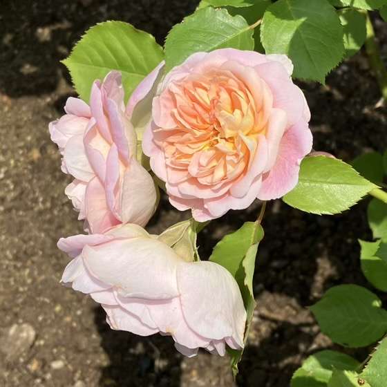 春のジュールヴェルヌ