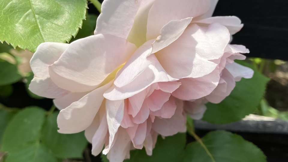 春のジュールヴェルヌ