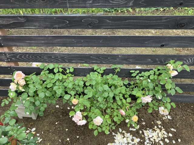 花後剪定前のジュールヴェルヌ