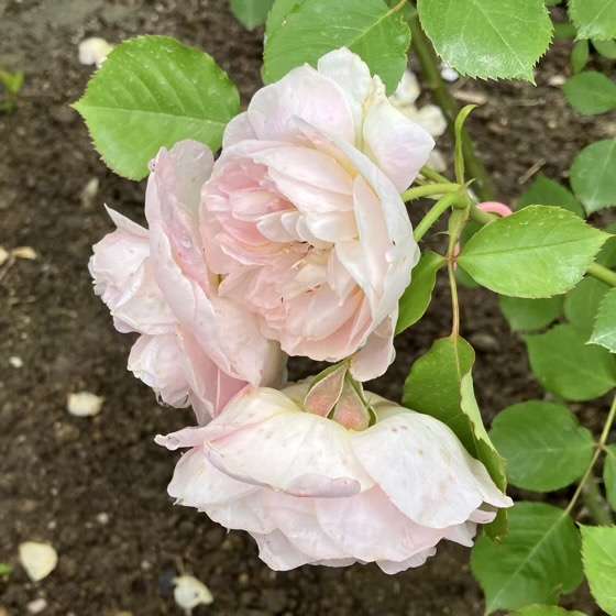 春のジュールヴェルヌ