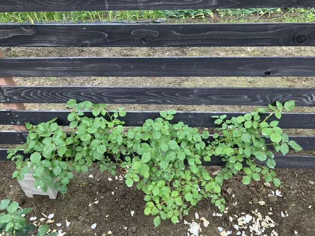 花後剪定後のジュールヴェルヌ