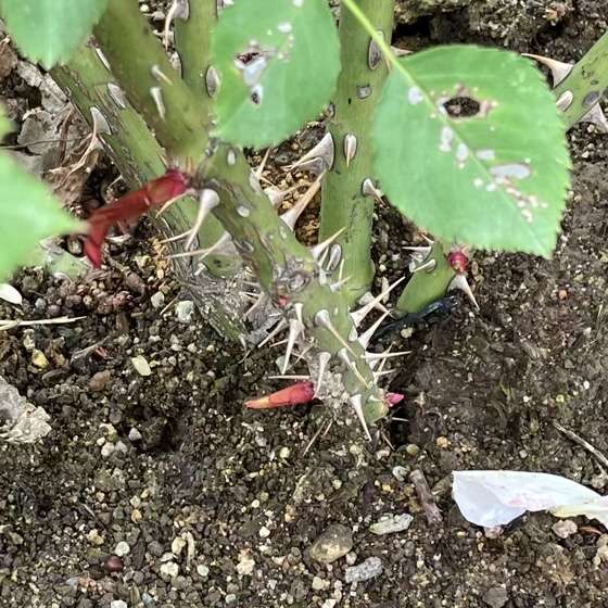 ジュールヴェルヌのベーサルシュートの芽