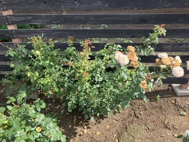 夏剪定前のジュールヴェルヌ