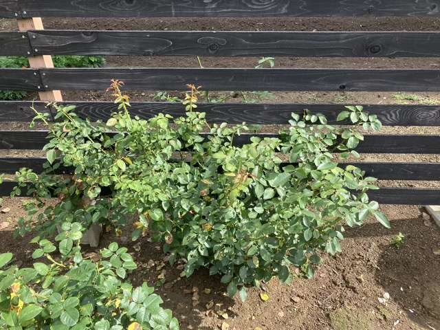 夏剪定後のジュールヴェルヌ