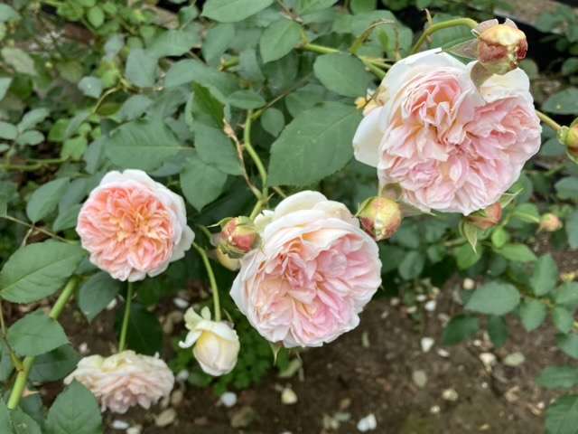 秋のジュールヴェルヌ