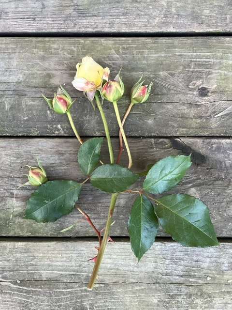 秋のジュールヴェルヌのつぼみ