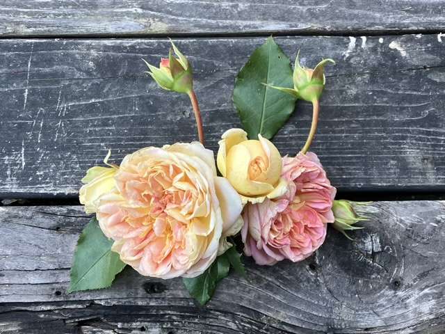 秋のジュールヴェルヌ