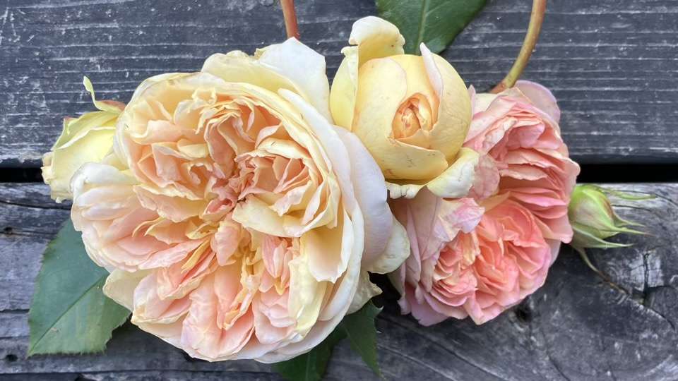 秋のジュールヴェルヌ