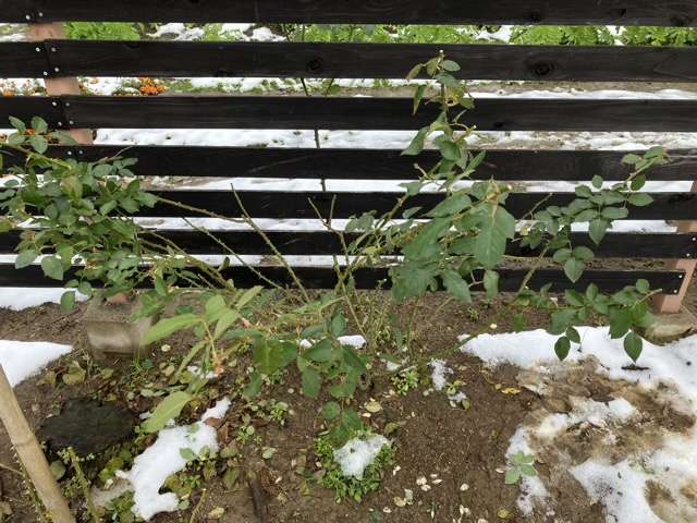 誘引前の剪定後のジュールヴェルヌ