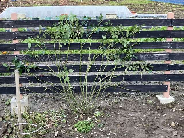 誘引後のジュールヴェルヌ