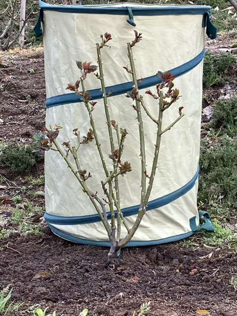 移植後のキルケ