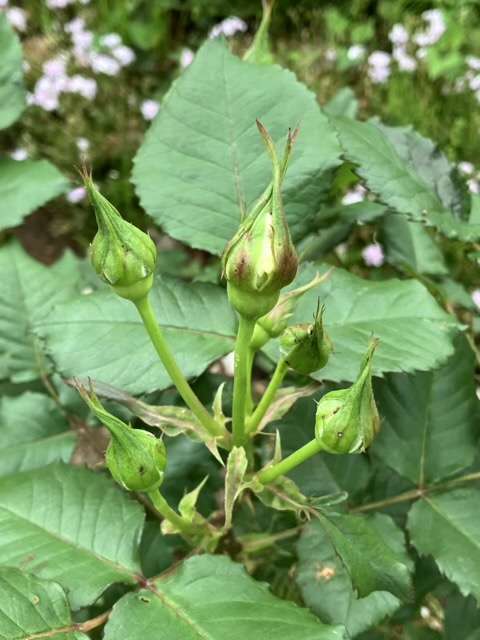 キルケのつぼみ