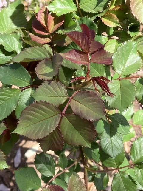 キルケの葉っぱ