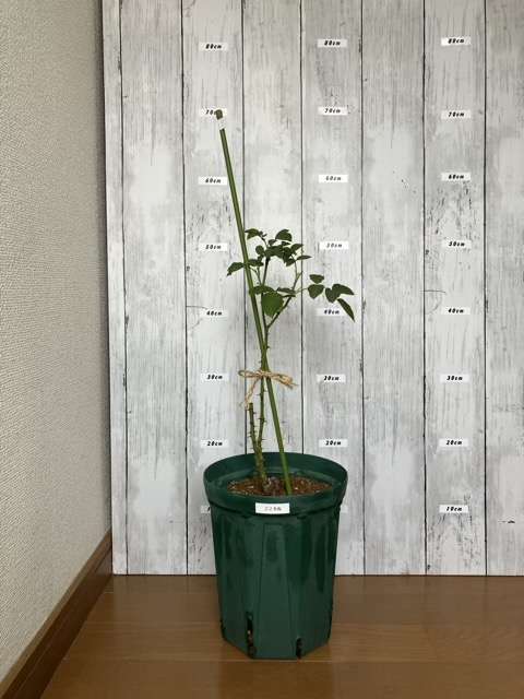 ６号鉢に鉢増しして約２か月後のこころね