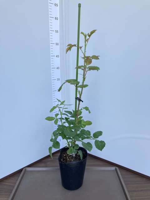 こころね購入品