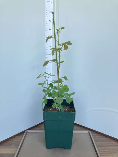 6号鉢へ鉢増し後のこころね