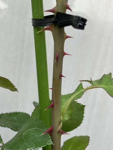 こころねのトゲ