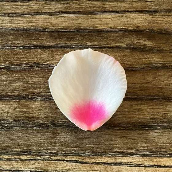 こころねの花弁