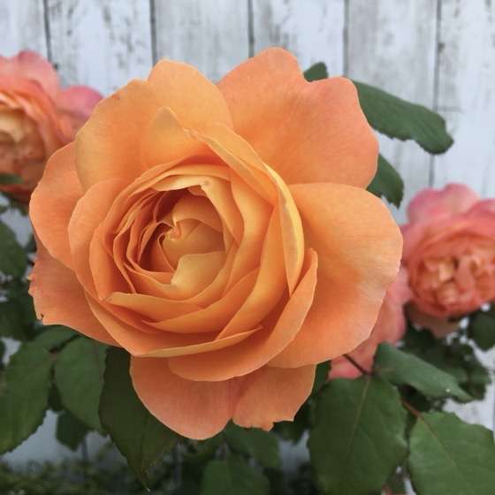 春のレディエマハミルトン