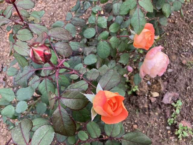 秋のレディエマハミルトン