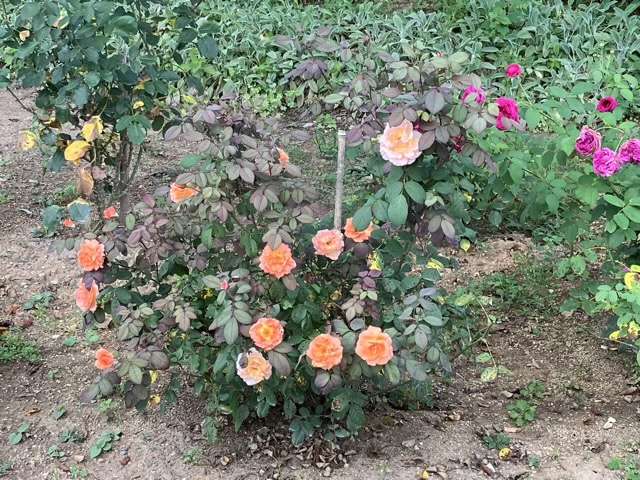 夏のレディエマハミルトン