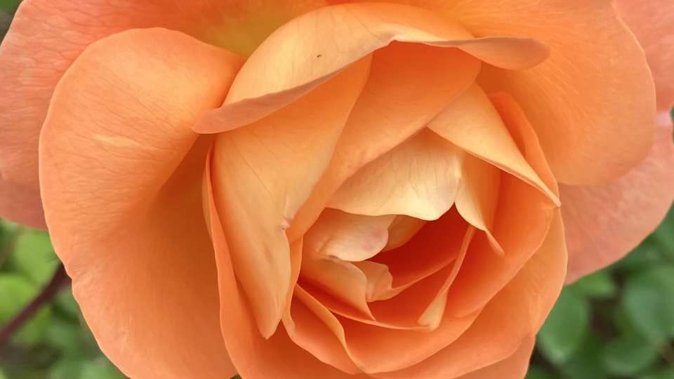 春のレディエマハミルトン