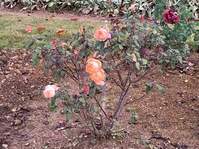 秋のレディエマハミルトン