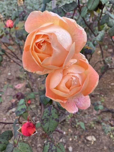 秋のレディエマハミルトン