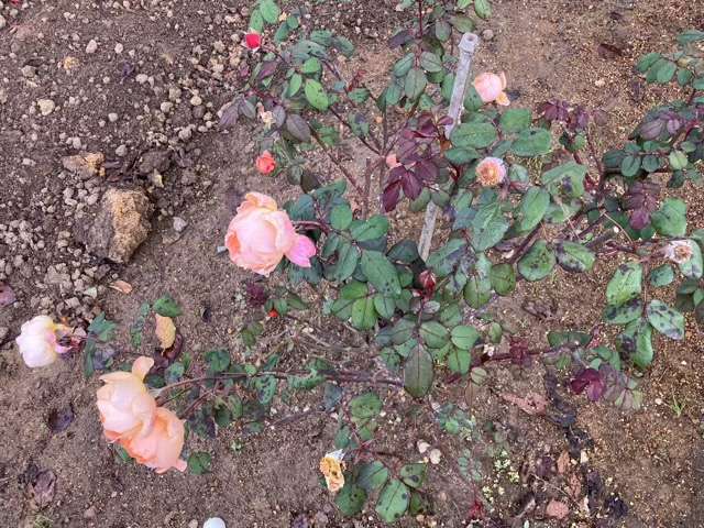 秋のレディエマハミルトン