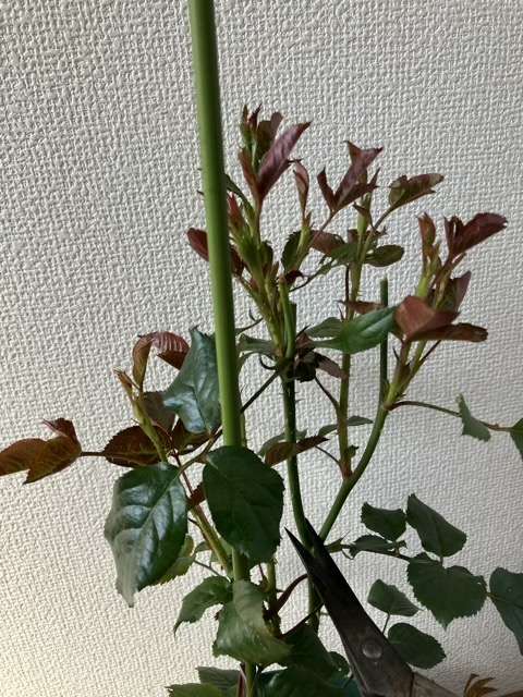 剪定前のライフ