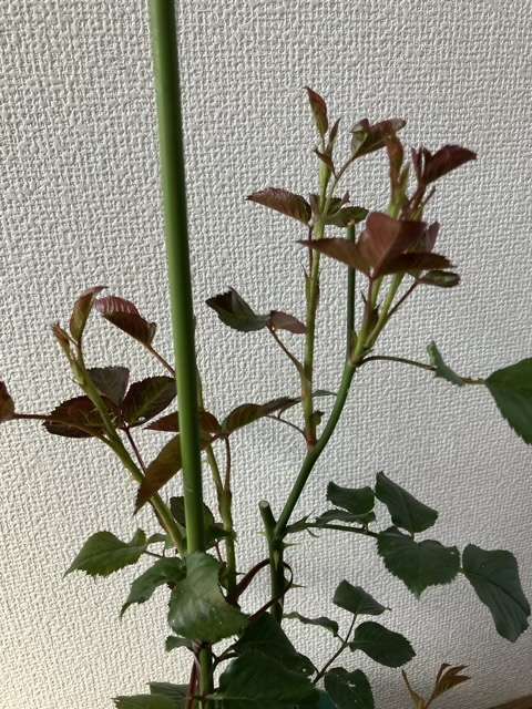 剪定後のライフ
