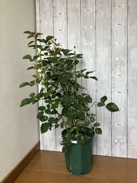 ６号鉢に鉢増しして約２か月後のライフ
