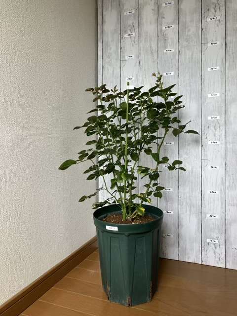 ８号ロングスリット鉢に鉢増し後のライフ