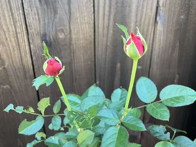 秋のライフのつぼみ