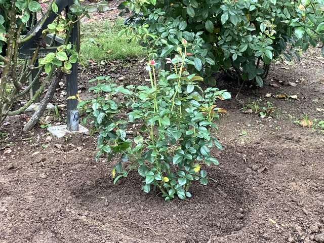 植付け後のライフ