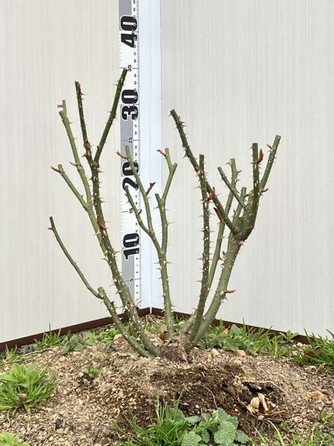 冬剪定後のライフ
