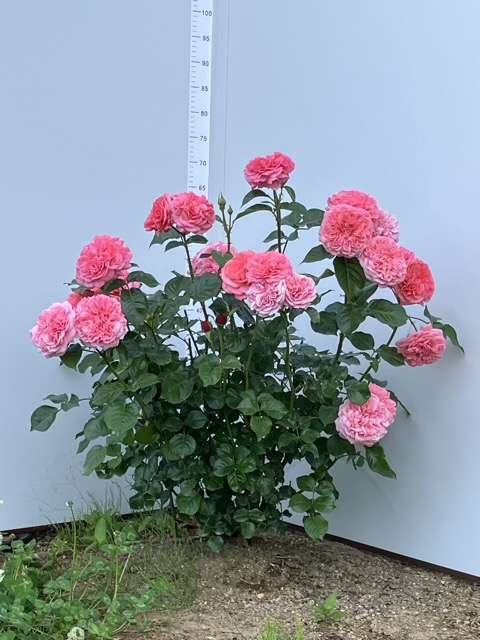春のライフ