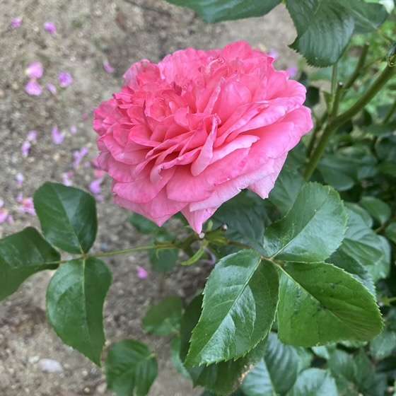 春のライフ