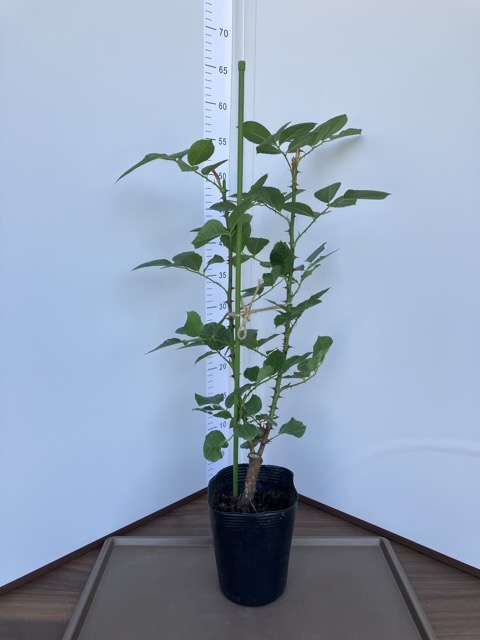 リリエンタール購入品