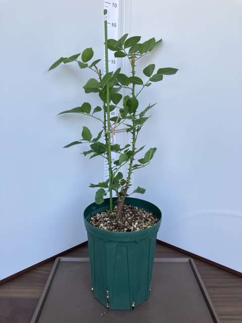 ６号鉢へ鉢増し後のリリエンタール