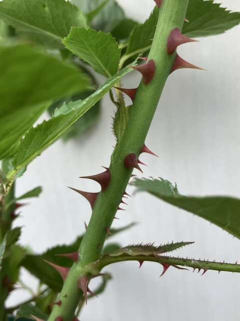 リリエンタールのトゲ