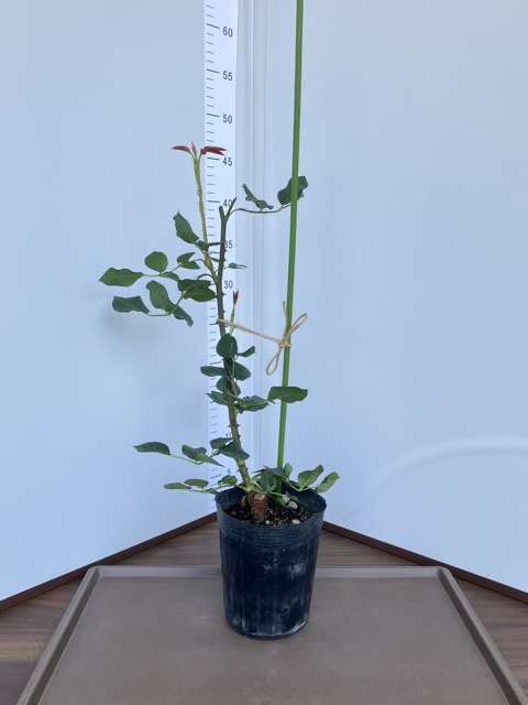 メイドインヘブン購入品