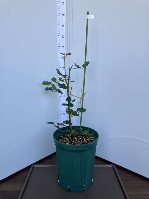 ６号鉢へ鉢増し後のメイドインヘブン